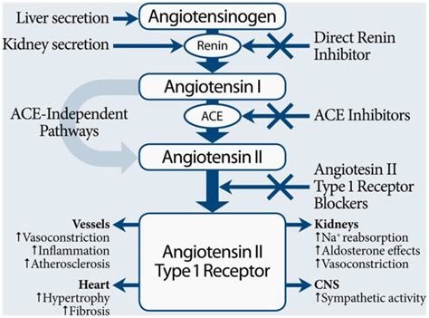 is amlodipine an ace inhibitor .